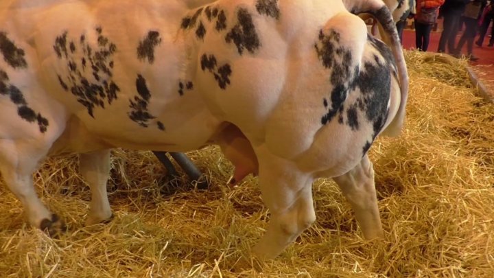 Du bon sexe anal après le salon de l’agriculture